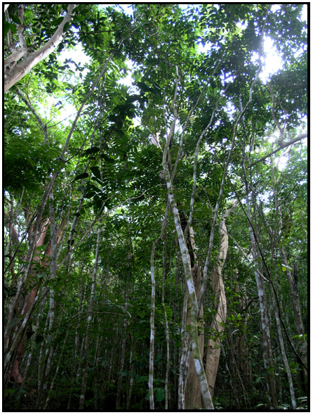 Travel - The Caribbean - Jamaica - Cranbrook Forest - D Holmes 